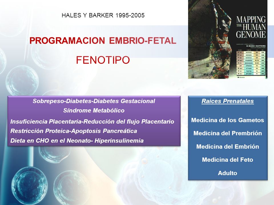 FENOTIPO PROGRAMACION EMBRIO-FETAL HALES Y BARKER