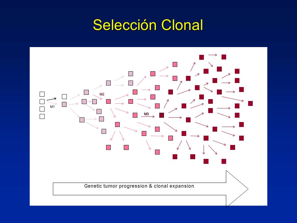 Selección Clonal M2 M1 M3 Genetic tumor progression & clonal expansion