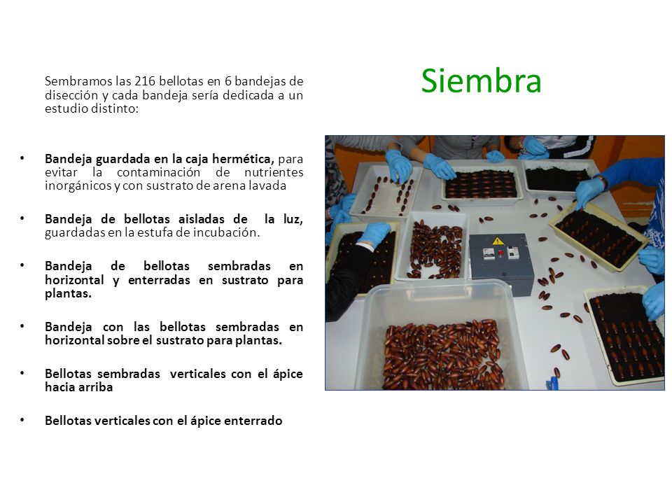 Siembra Sembramos las 216 bellotas en 6 bandejas de disección y cada bandeja sería dedicada a un estudio distinto: