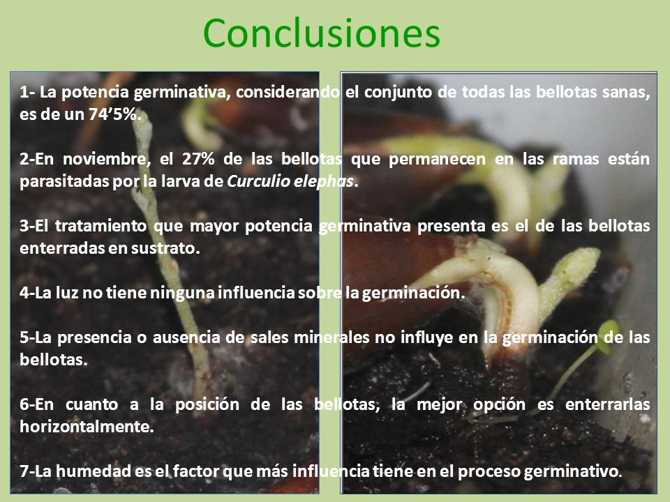 Conclusiones 1- La potencia germinativa, considerando el conjunto de todas las bellotas sanas, es de un 74’5%.
