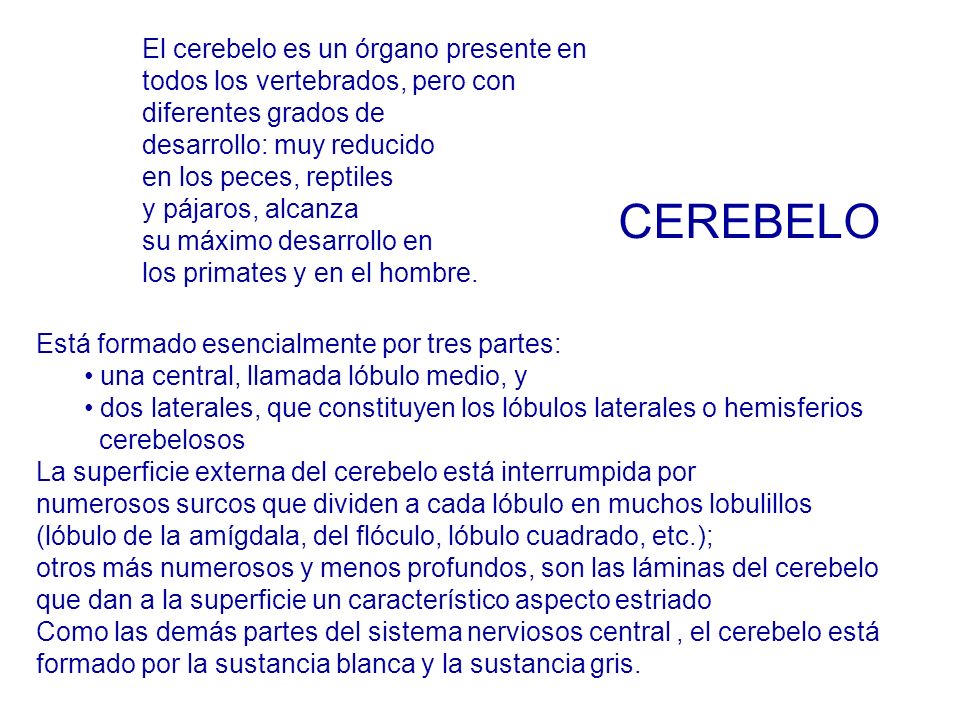 El cerebelo es un órgano presente en todos los vertebrados, pero con