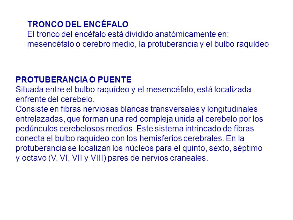 TRONCO DEL ENCÉFALO El tronco del encéfalo está dividido anatómicamente en: mesencéfalo o cerebro medio, la protuberancia y el bulbo raquídeo