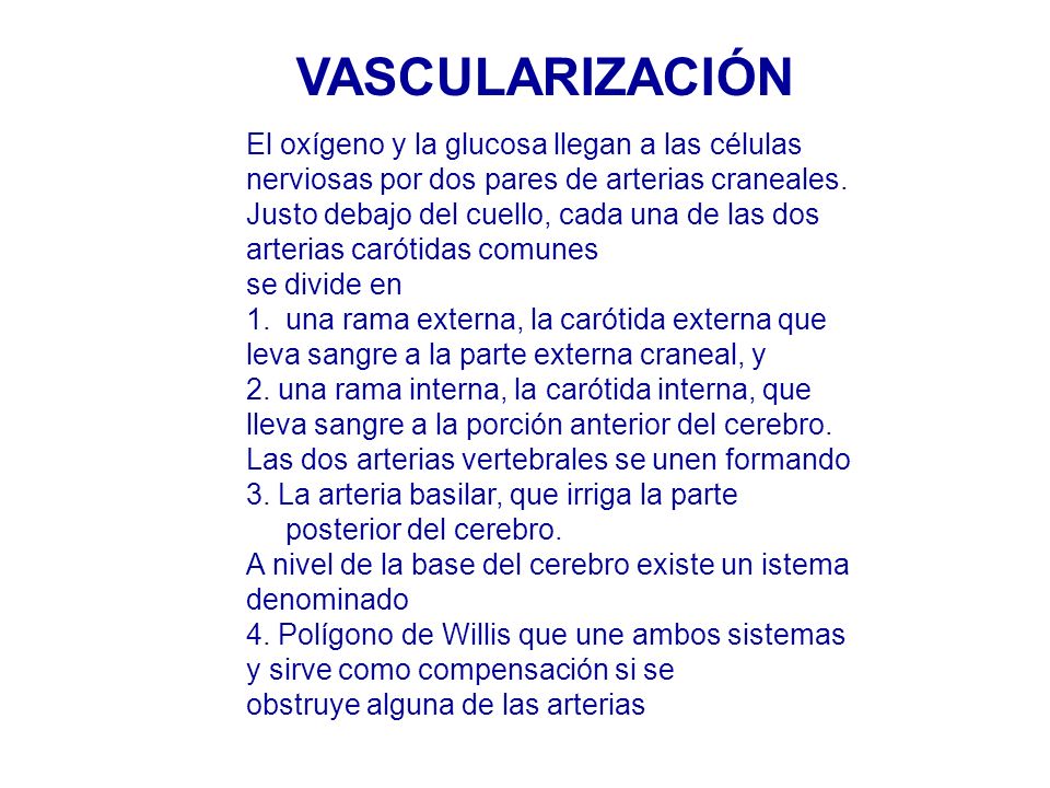 VASCULARIZACIÓN El oxígeno y la glucosa llegan a las células