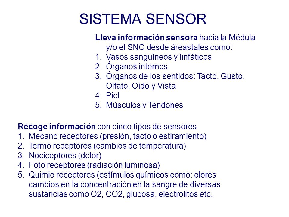 SISTEMA SENSOR Lleva información sensora hacia la Médula y/o el SNC desde áreastales como: Vasos sanguíneos y linfáticos.