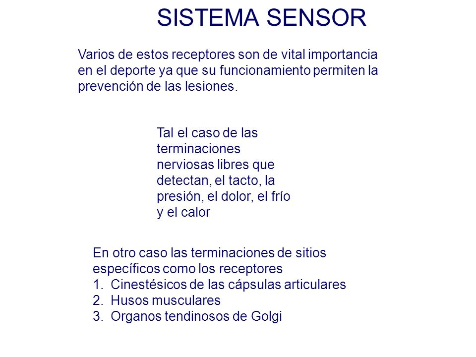 SISTEMA SENSOR Varios de estos receptores son de vital importancia