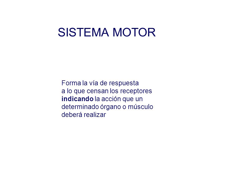 SISTEMA MOTOR Forma la vía de respuesta a lo que censan los receptores