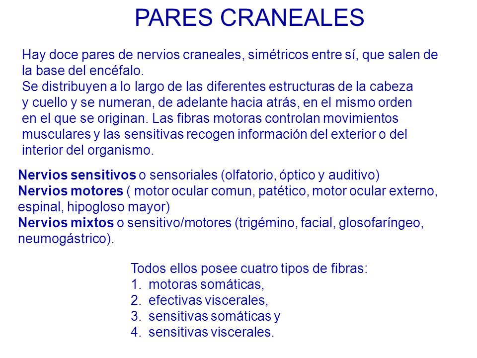 PARES CRANEALES Hay doce pares de nervios craneales, simétricos entre sí, que salen de. la base del encéfalo.