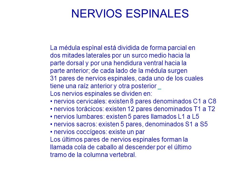NERVIOS ESPINALES La médula espìnal está dividida de forma parcial en