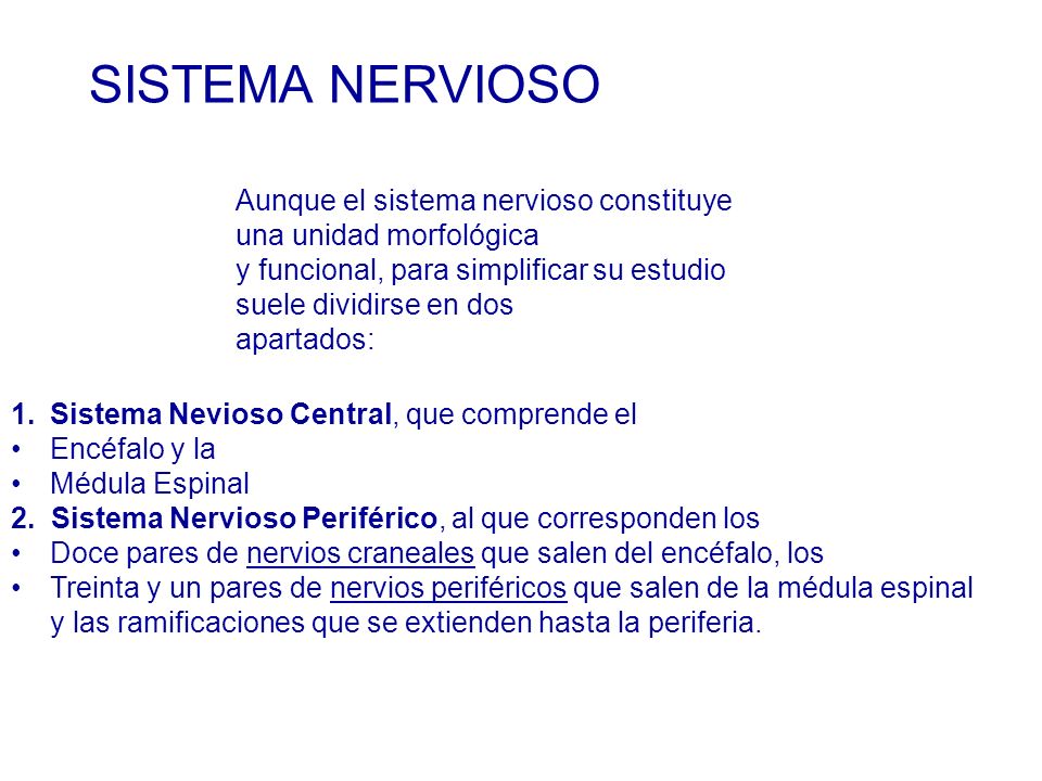 SISTEMA NERVIOSO Aunque el sistema nervioso constituye una unidad morfológica. y funcional, para simplificar su estudio suele dividirse en dos.