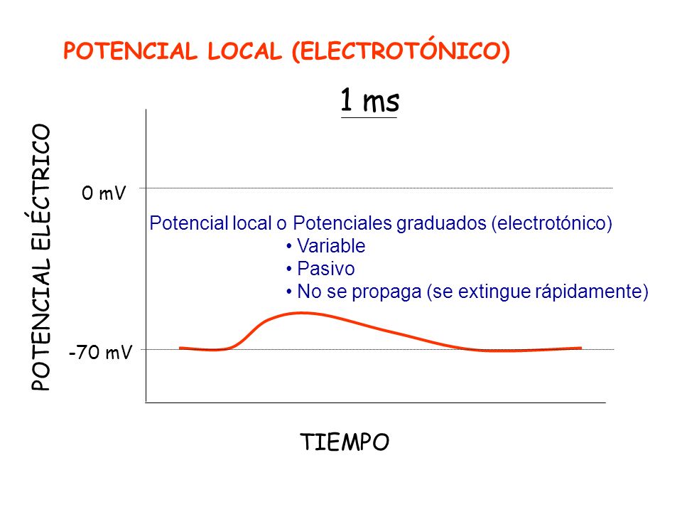 1 ms POTENCIAL LOCAL (ELECTROTÓNICO) POTENCIAL ELÉCTRICO TIEMPO 0 mV