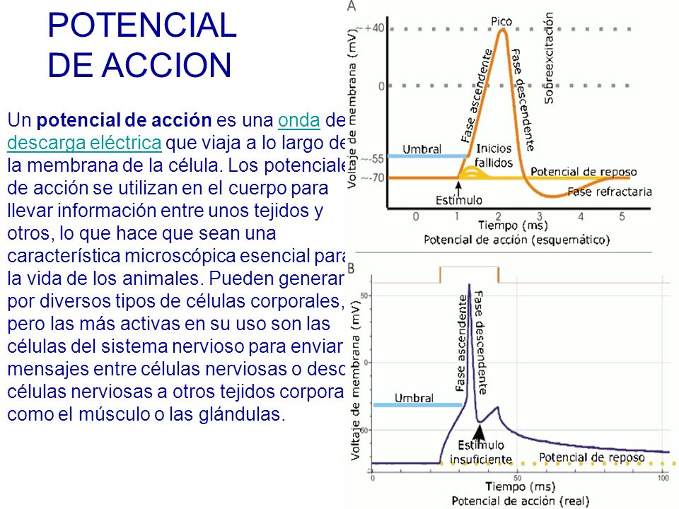 POTENCIAL DE ACCION Un potencial de acción es una onda de