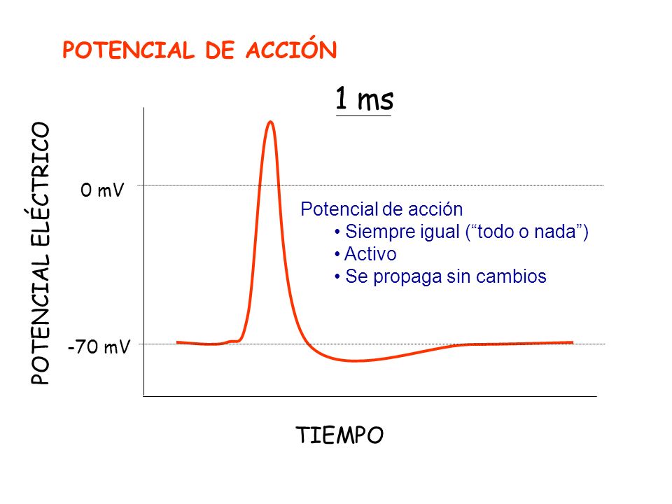 1 ms POTENCIAL DE ACCIÓN POTENCIAL ELÉCTRICO TIEMPO 0 mV
