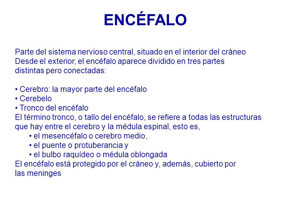 ENCÉFALO Parte del sistema nervioso central, situado en el interior del cráneo. Desde el exterior, el encéfalo aparece dividido en tres partes.