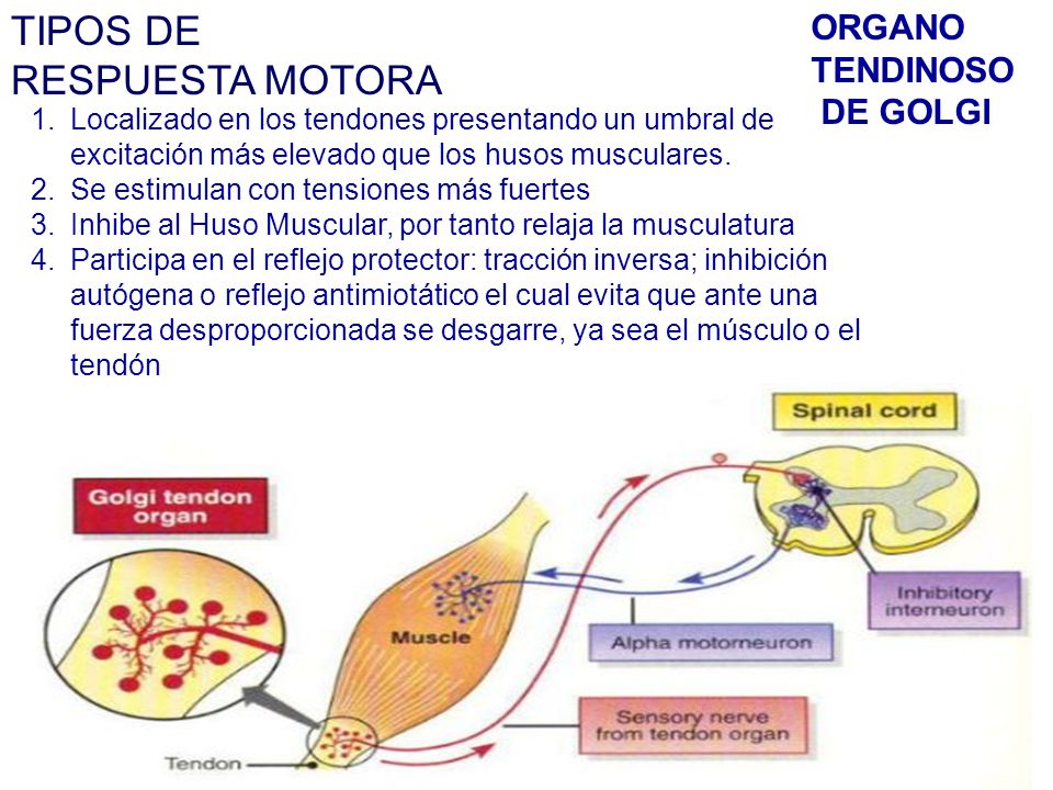 TIPOS DE RESPUESTA MOTORA ORGANO TENDINOSO DE GOLGI