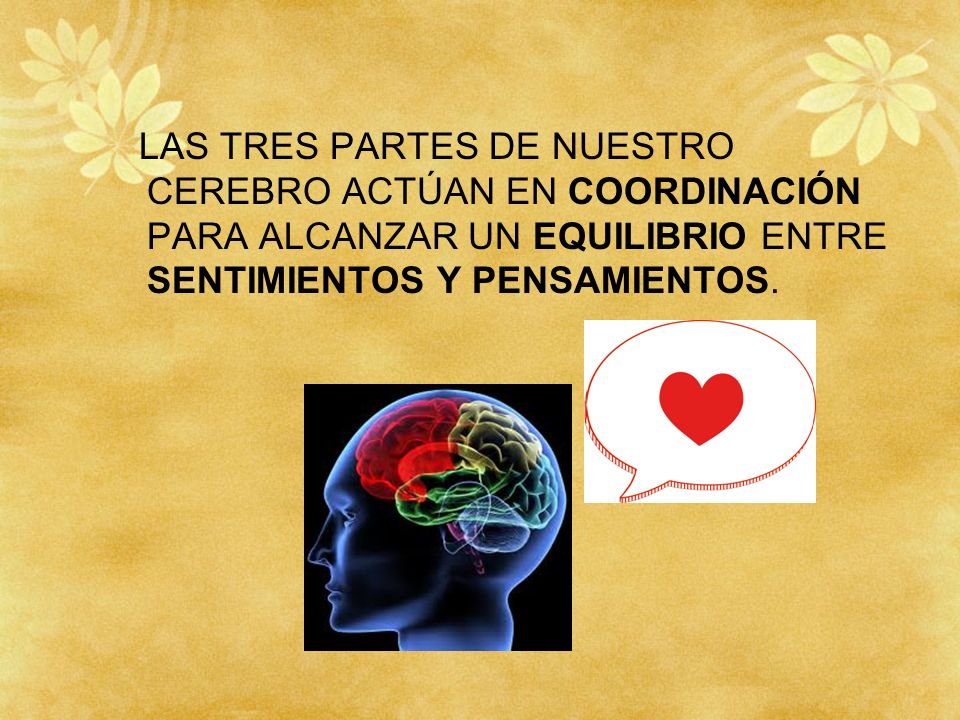 LAS TRES PARTES DE NUESTRO CEREBRO ACTÚAN EN COORDINACIÓN PARA ALCANZAR UN EQUILIBRIO ENTRE SENTIMIENTOS Y PENSAMIENTOS.
