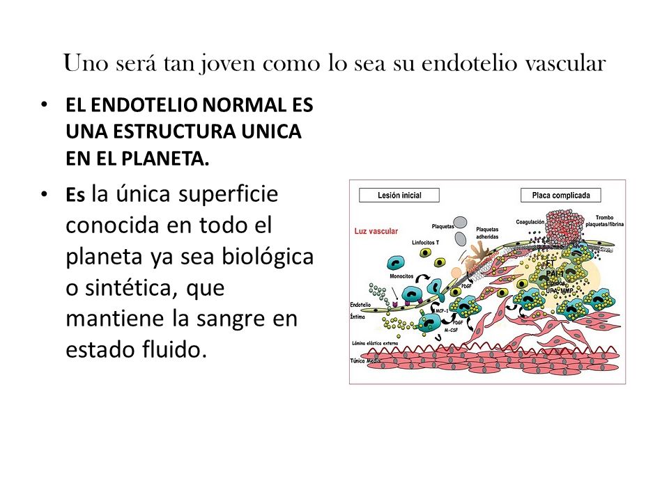 Uno será tan joven como lo sea su endotelio vascular