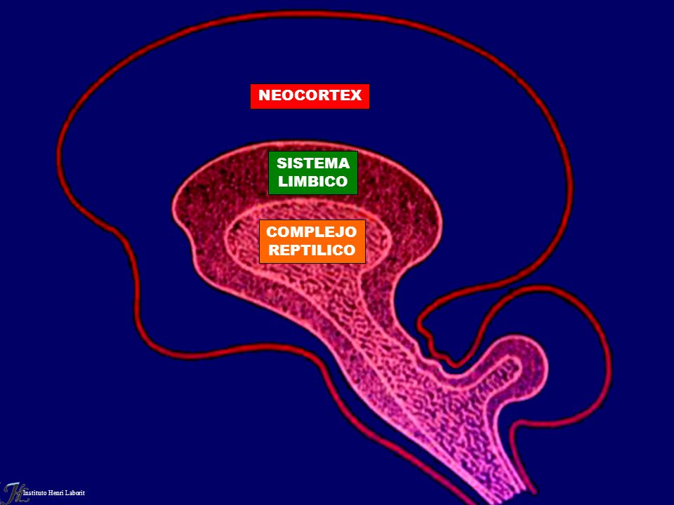 NEOCORTEX SISTEMA LIMBICO COMPLEJO REPTILICO Instituto Henri Laborit