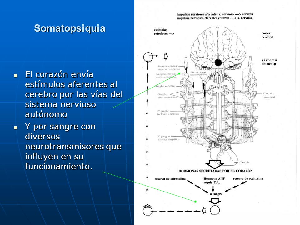 Somatopsiquia El corazón envía estímulos aferentes al cerebro por las vías del sistema nervioso autónomo.