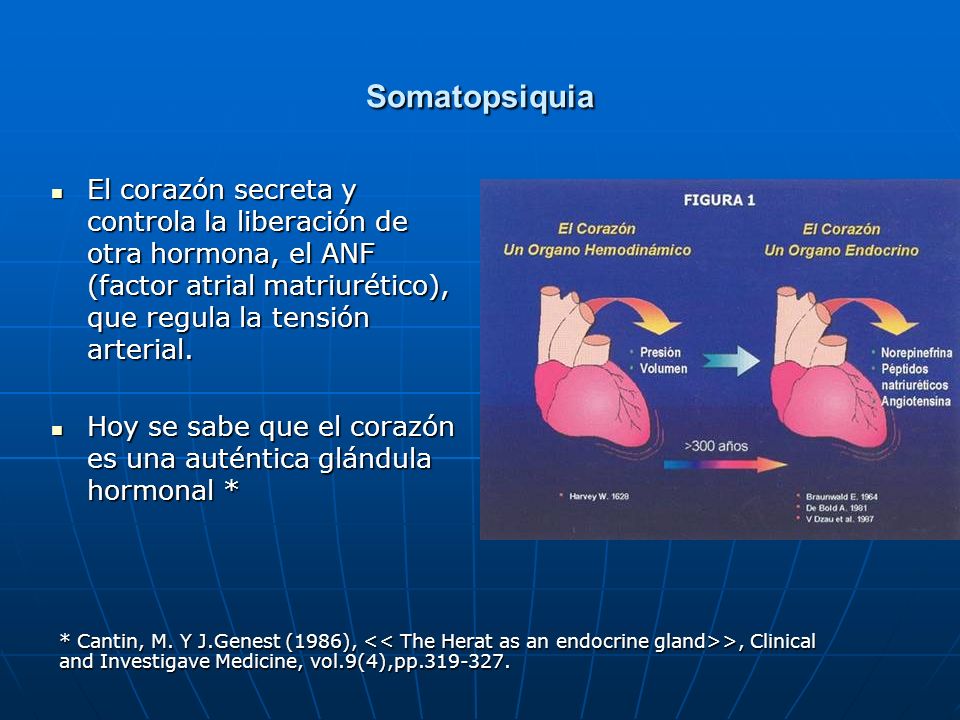 Somatopsiquia El corazón secreta y controla la liberación de otra hormona, el ANF (factor atrial matriurético), que regula la tensión arterial.