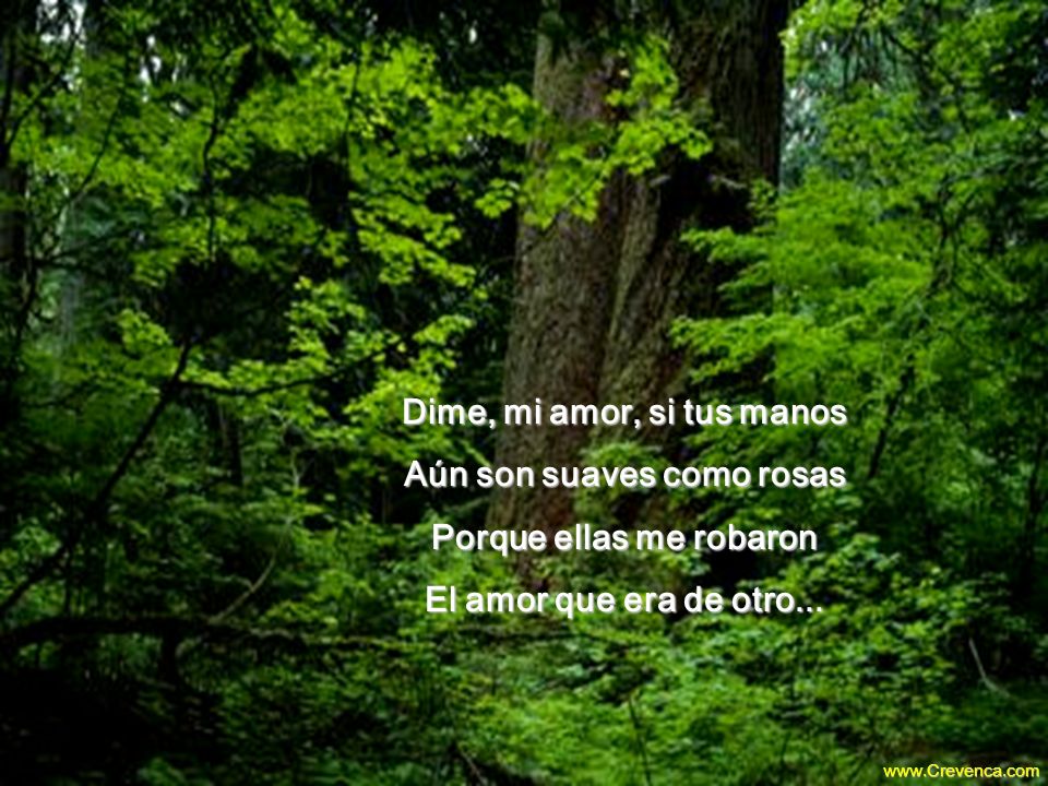 Dime, mi amor, si tus manos Aún son suaves como rosas