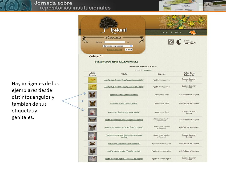 Hay imágenes de los ejemplares desde distintos ángulos y también de sus etiquetas y genitales.