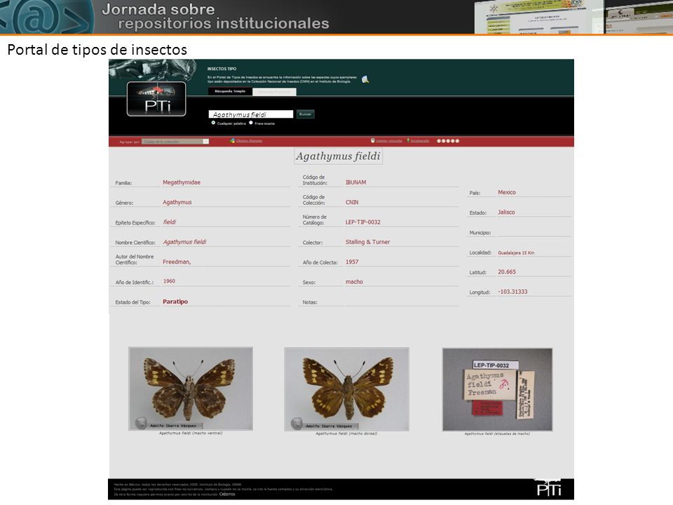 Portal de tipos de insectos