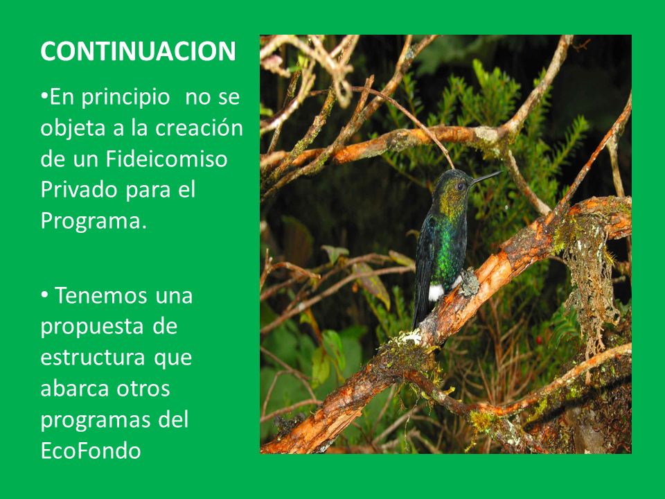 CONTINUACION En principio no se objeta a la creación de un Fideicomiso Privado para el Programa.