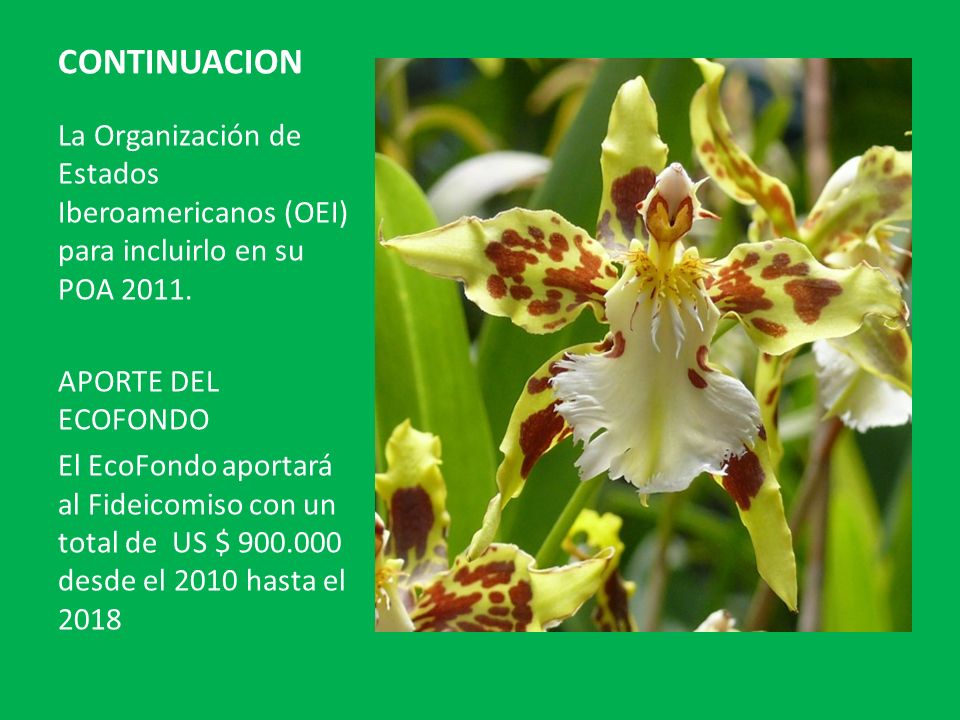 CONTINUACION La Organización de Estados Iberoamericanos (OEI) para incluirlo en su POA APORTE DEL ECOFONDO.