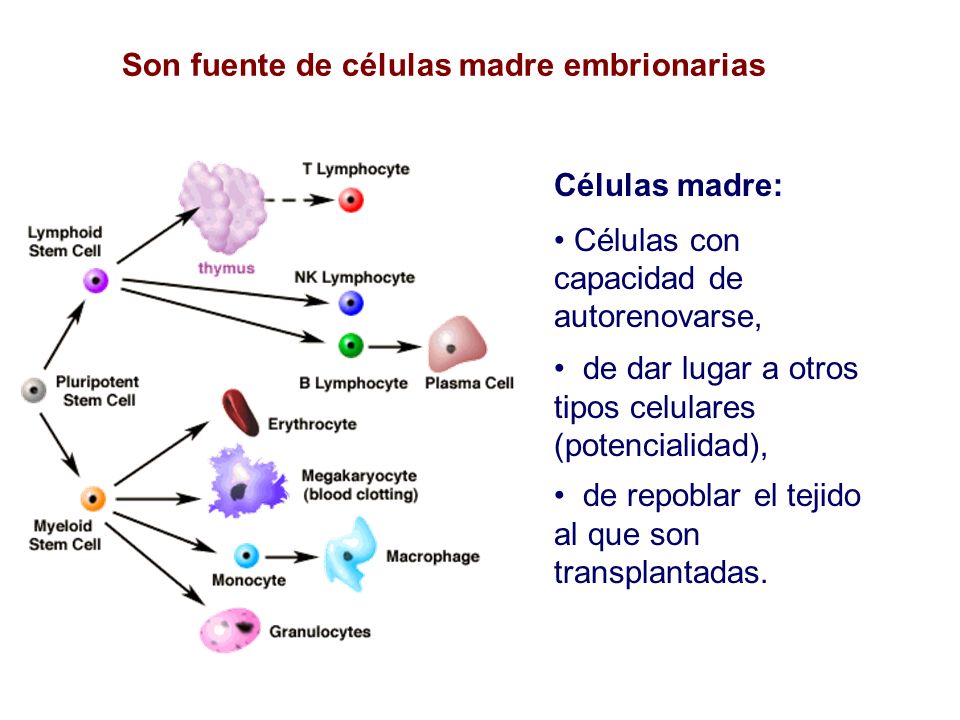 Son fuente de células madre embrionarias