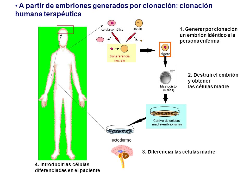 A partir de embriones generados por clonación: clonación humana terapéutica