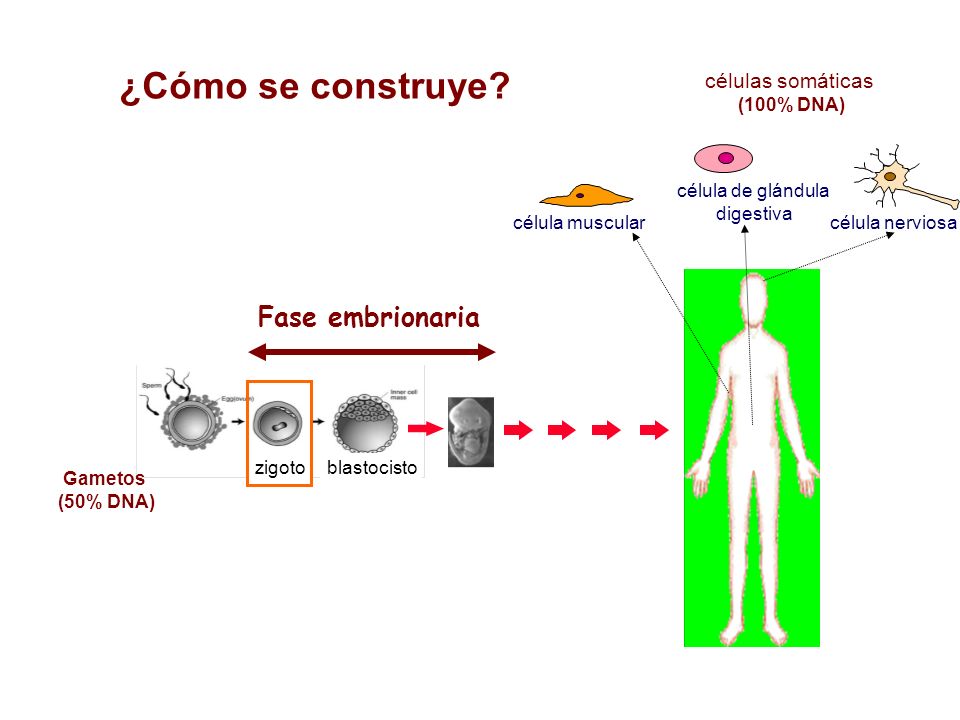 ¿Cómo se construye Fase embrionaria células somáticas (100% DNA)