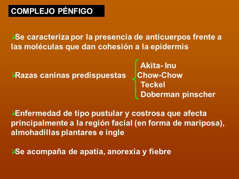 COMPLEJO PÉNFIGO Se caracteriza por la presencia de anticuerpos frente a las moléculas que dan cohesión a la epidermis.