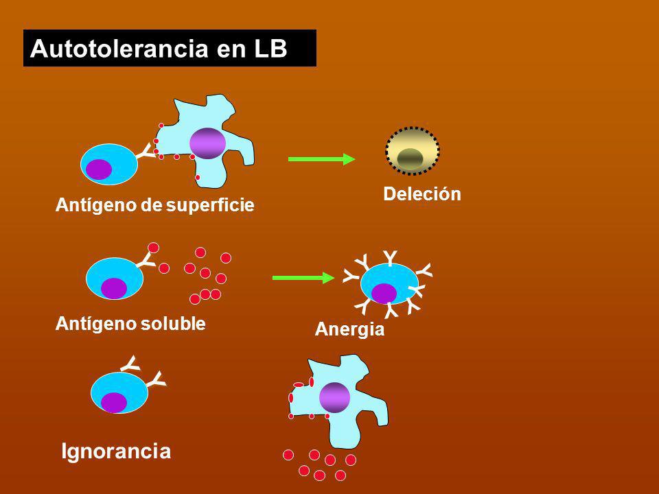 Autotolerancia en LB Y Y Y Y Y Y Y Y Y Y Y Y Ignorancia Deleción