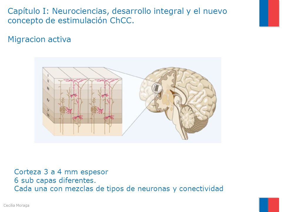 Capítulo I: Neurociencias, desarrollo integral y el nuevo concepto de estimulación ChCC. Migracion activa