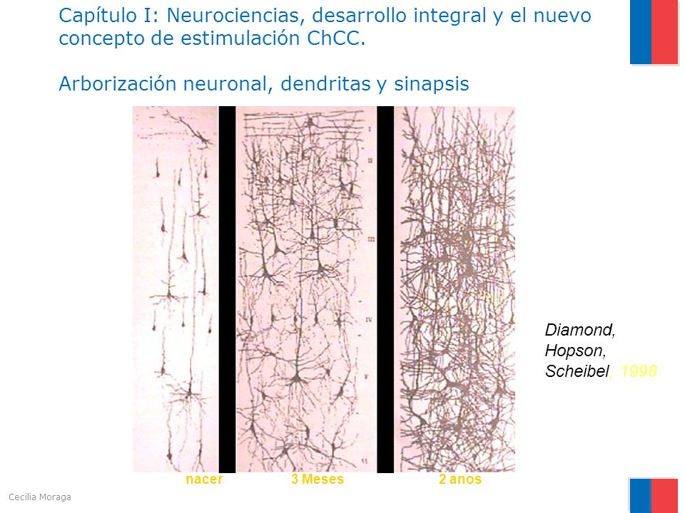 Capítulo I: Neurociencias, desarrollo integral y el nuevo concepto de estimulación ChCC. Arborización neuronal, dendritas y sinapsis