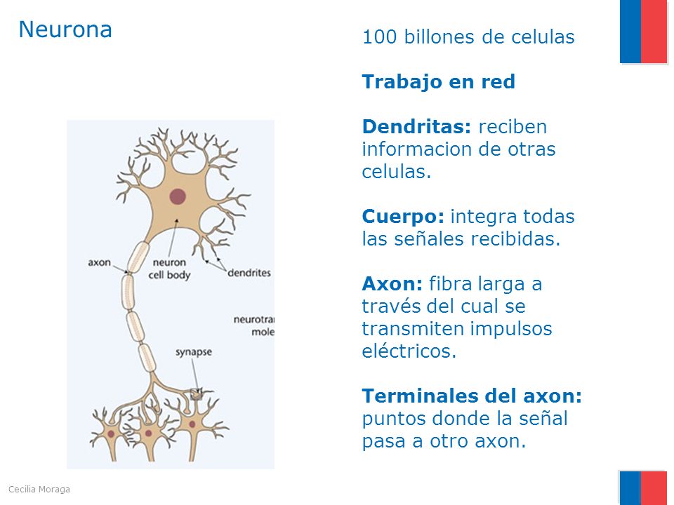 Neurona 100 billones de celulas Trabajo en red Dendritas: reciben informacion de otras celulas. Cuerpo: integra todas las señales recibidas.