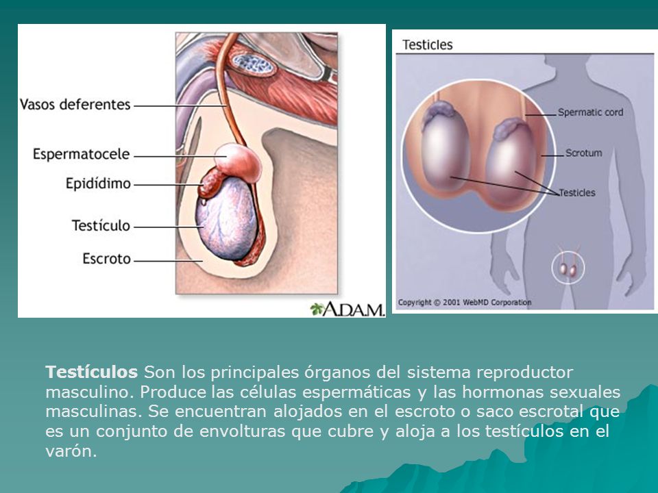 Testículos Son los principales órganos del sistema reproductor masculino.