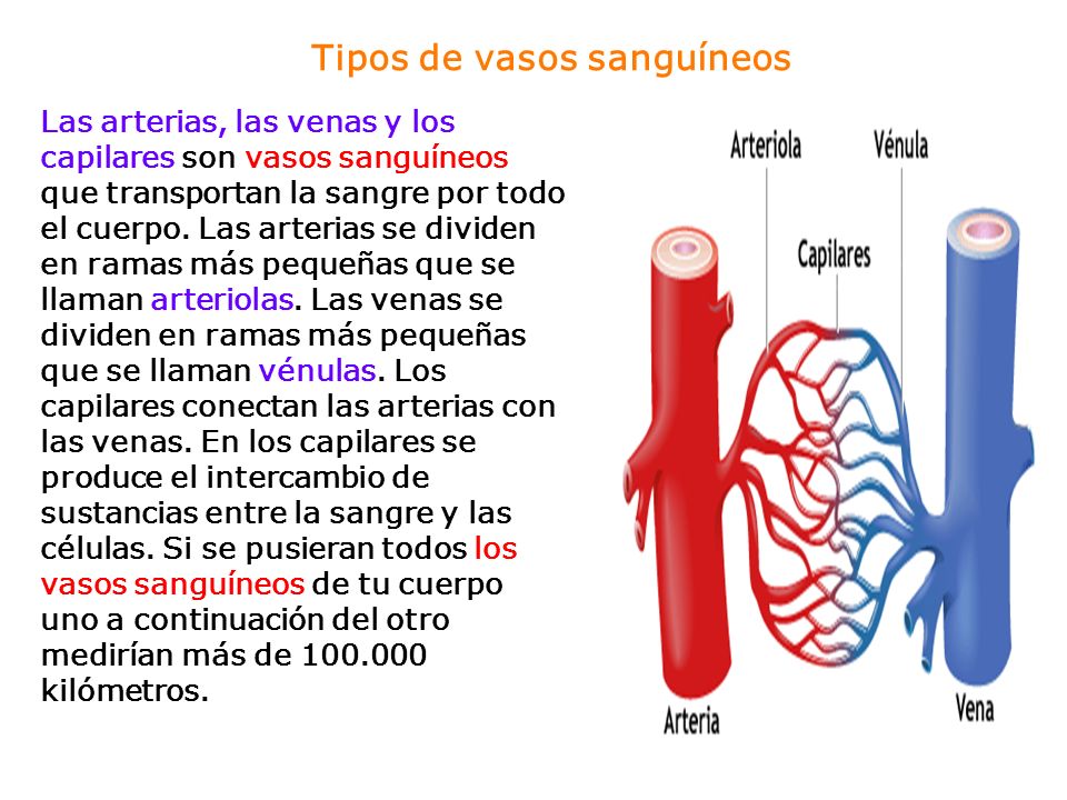 Tipos de vasos sanguíneos