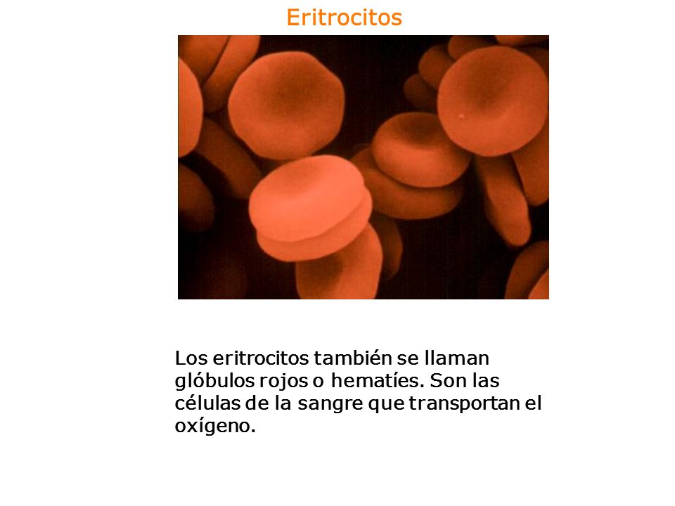 Eritrocitos Los eritrocitos también se llaman glóbulos rojos o hematíes.