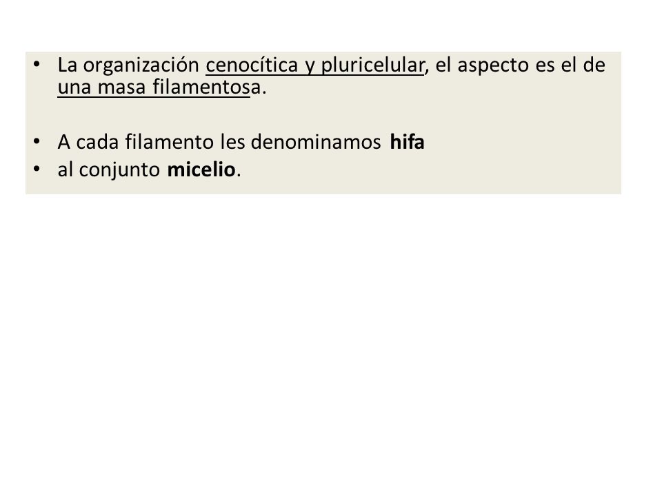La organización cenocítica y pluricelular, el aspecto es el de una masa filamentosa.