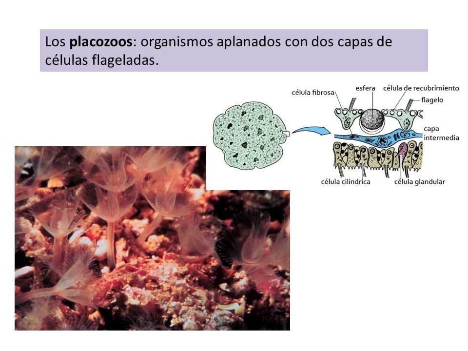 Los placozoos: organismos aplanados con dos capas de células flageladas.