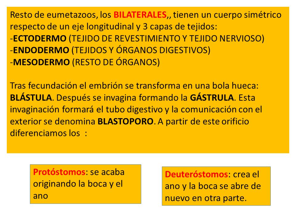 Resto de eumetazoos, los BILATERALES,, tienen un cuerpo simétrico respecto de un eje longitudinal y 3 capas de tejidos: