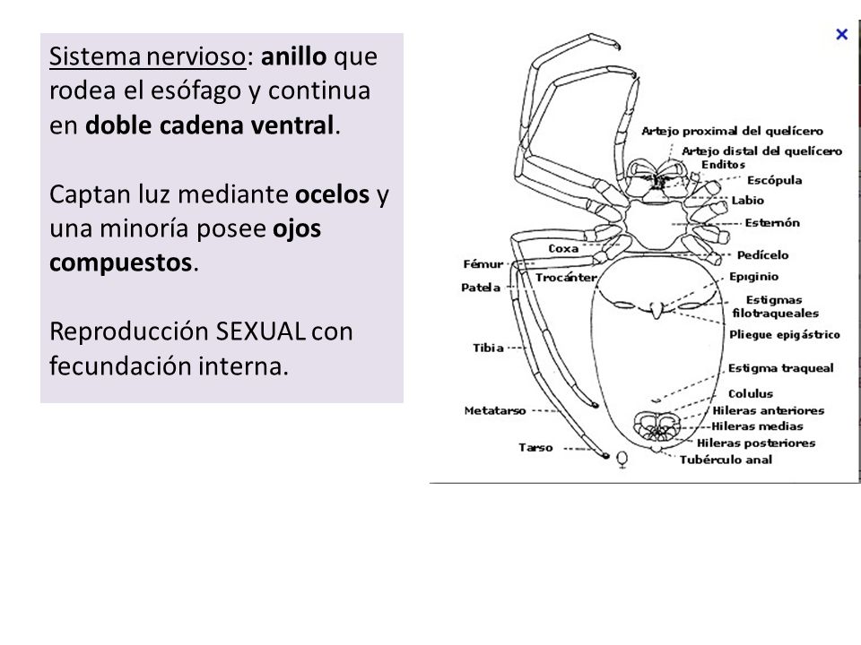 Sistema nervioso: anillo que rodea el esófago y continua en doble cadena ventral.