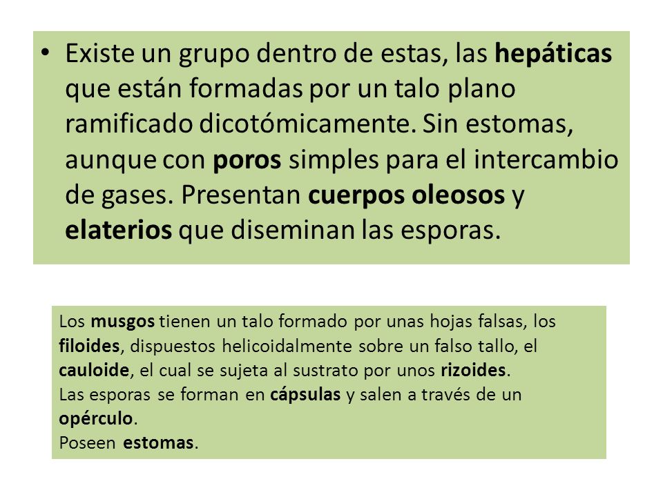 Existe un grupo dentro de estas, las hepáticas que están formadas por un talo plano ramificado dicotómicamente. Sin estomas, aunque con poros simples para el intercambio de gases. Presentan cuerpos oleosos y elaterios que diseminan las esporas.