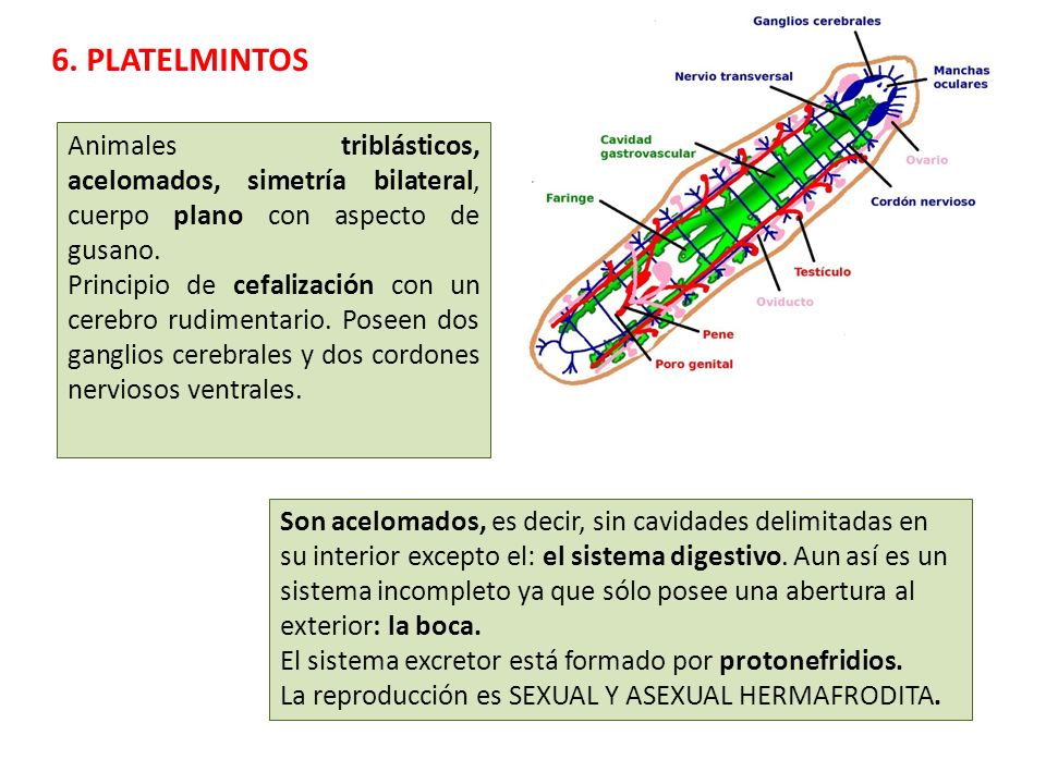 6. PLATELMINTOS Animales triblásticos, acelomados, simetría bilateral, cuerpo plano con aspecto de gusano.