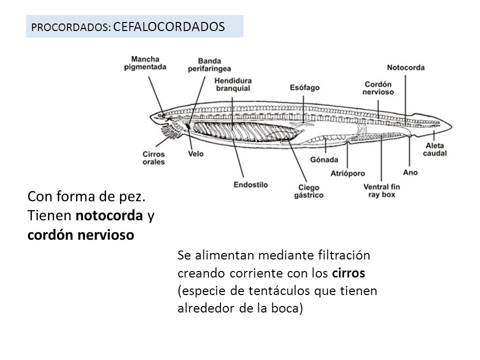 Con forma de pez. Tienen notocorda y cordón nervioso