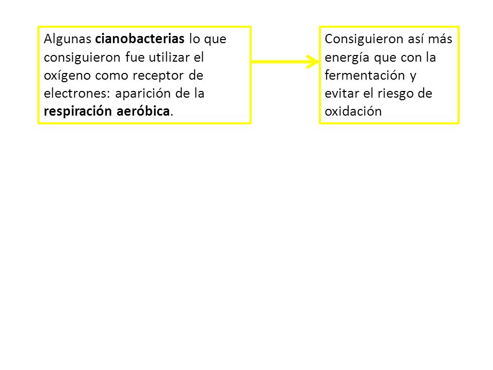 Algunas cianobacterias lo que consiguieron fue utilizar el oxígeno como receptor de electrones: aparición de la respiración aeróbica.
