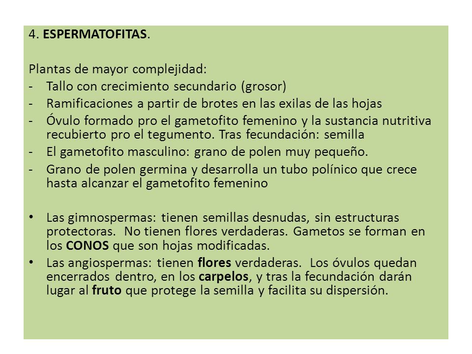 4. ESPERMATOFITAS. Plantas de mayor complejidad: Tallo con crecimiento secundario (grosor)
