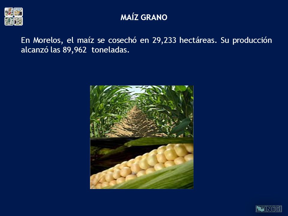 MAÍZ GRANO En Morelos, el maíz se cosechó en 29,233 hectáreas. Su producción alcanzó las 89,962 toneladas.
