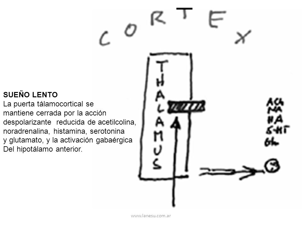 La puerta tálamocortical se mantiene cerrada por la acción